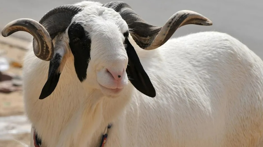 L'histoire fascinante de la Tabaski : Une tradition ancienne de foi et de sacrifice